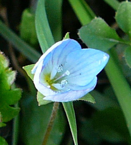 Persischer Ehrenpreis - Veronica persica 