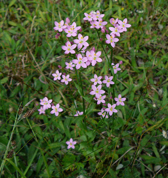 Echtes Tausengüldenkraut - Centaurium erythraea