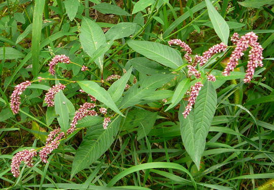 Floh-Knterich - Polygonum persicaria