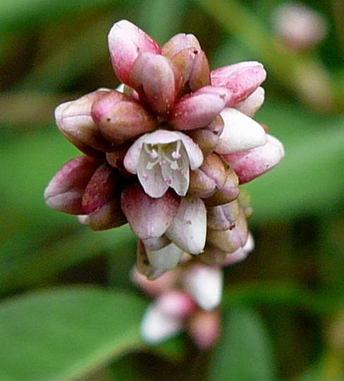 Floh-Knöterich - Polygonum persicaria