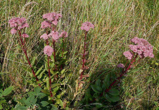 Groe Fetthenne - Sedum maximum