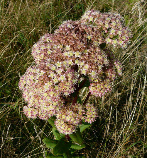 Groe Fetthenne - Sedum maximum