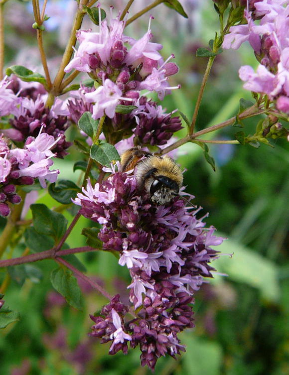 Raufige Hosenbiene - Dasypoda hirtipes