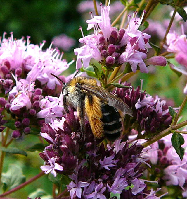 Raufige Hosenbiene - Dasypoda hirtipes