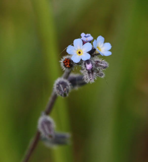 Vergissmeinnicht - Myosotis ramosissima 
