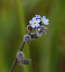 Vergissmeinnicht - Myosotis ramosissima 