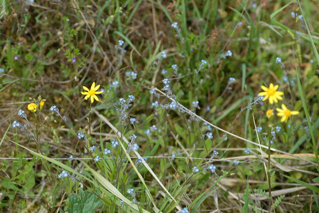 Vergissmeinnicht - Myosotis ramosissima 