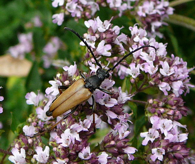 Rothalsbock, Männchen - Leptura rubra