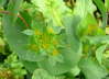 Rundblttrige Hasenohr - Bupleurum rotundifolium