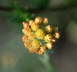 Sand-Strohblume - Helichrymus arenarium 