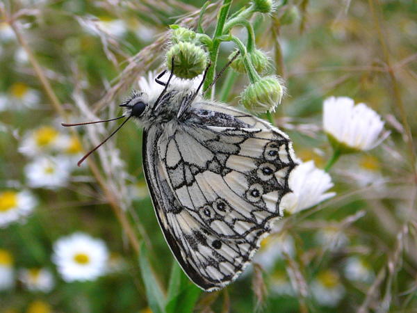 Schachbrett - Melanargia galathea