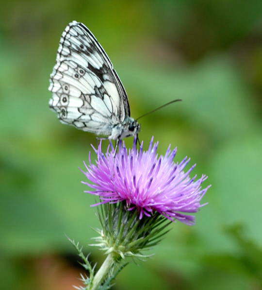 Schachbrett - Melanargia galathea