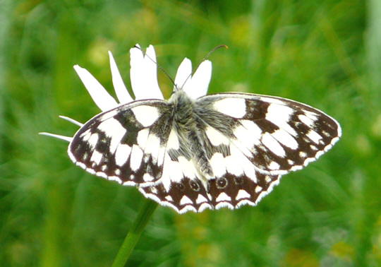 Schachbrett - Melanargia galathea
