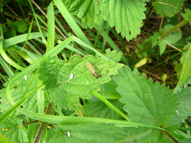 Scheckhorn-Distelbock - Agapanthia villosoviridescens