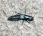 Schwarzer Moderkurzflgler 2 - Ocypus spec.