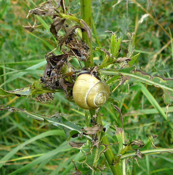 Schwarzmündige Bänderschnecke - Cepaea nemoralis