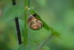 Schwarzmündige Bänderschnecke - Cepaea nemoralis
