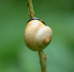 Schwarzmündige Bänderschnecke - Cepaea nemoralis
