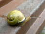 Schwarzmündige Bänderschnecke - Cepaea nemoralis