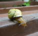 Schwarzmündige Bänderschnecke - Cepaea nemoralis