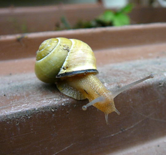 Schwarzmndige Bnderschnecke - Cepaea nemoralis