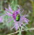 Seidiger Fallkfer - Cryptocephalus sericeus 
