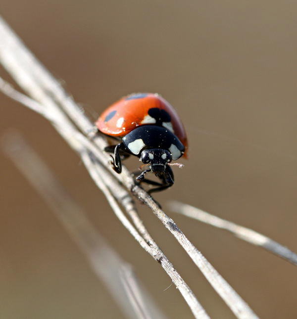 Siebenpunkt-Marienkäfer - Coccinella septempunctata
