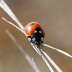 Siebenpunkt-Marienkfer - Coccinella septempunctata