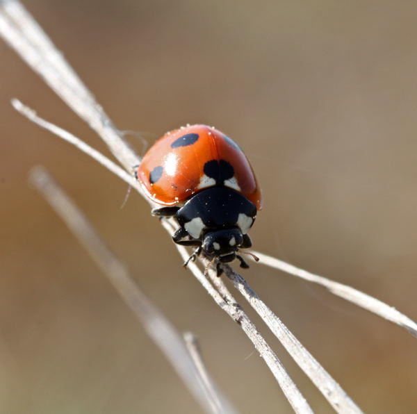 Siebenpunkt-Marienkäfer - Coccinella septempunctata