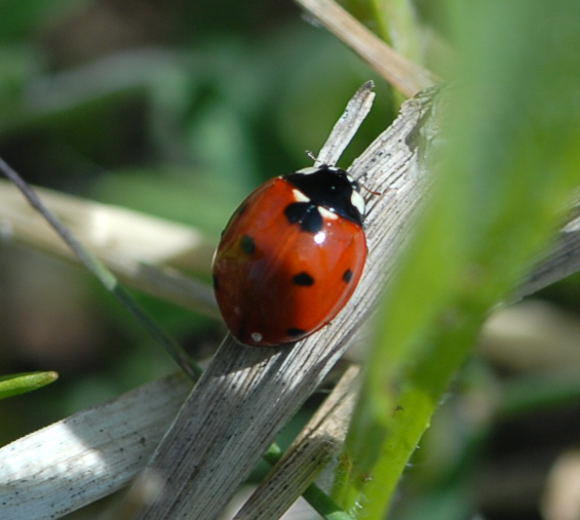 Siebenpunkt-Marienkäfer - Coccinella septempunctata