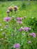 Skabiosen-Flockenblume - Centaurea scabiosa