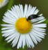 Stachelkfer 