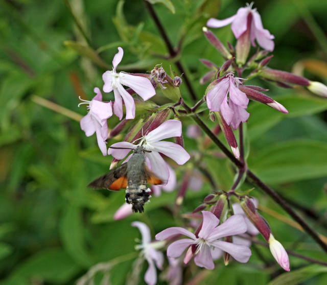 Taubenschwänzchen - Macroglossum stellatarum