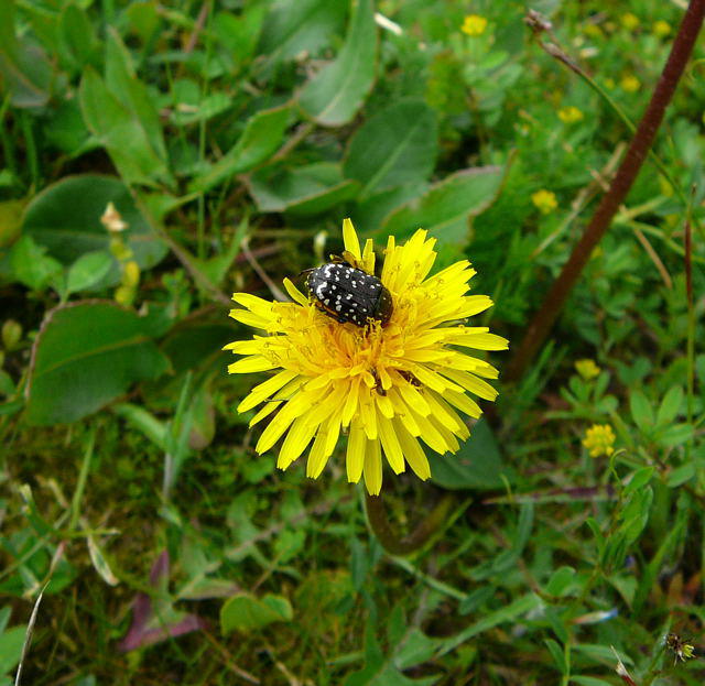 Trauer-Rosenkäfer - Oxythyrea funesta