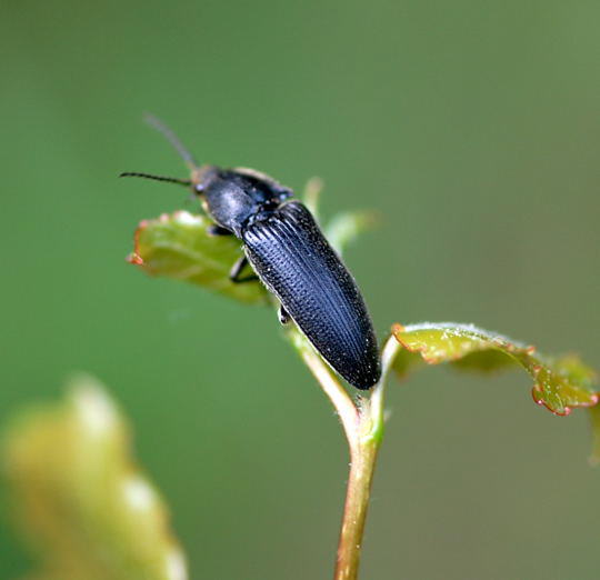 Cf. Limoniscus violaceus od. Cf. Melanotus punctolineatus