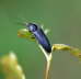 Cf. Limoniscus violaceus od. Cf. Melanotus punctolineatus