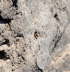 Vierbindige Furchenbiene - Halictus quadricinctus