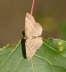 Violettroter Kleinspanner - Scopula rubiginata