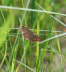 Violettroter Kleinspanner - Scopula rubiginata 