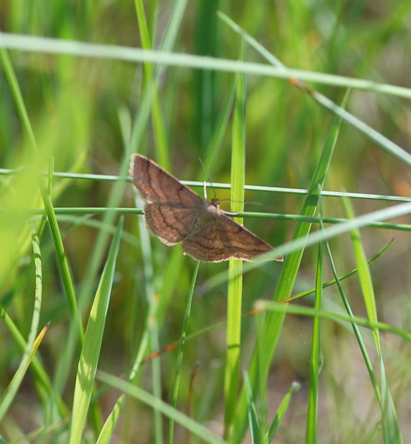 Violettroter Kleinspanner - Scopula rubiginata 