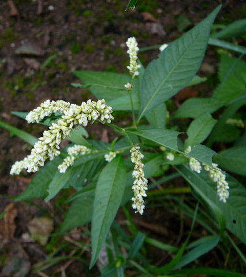 Ampfer-Knterich 