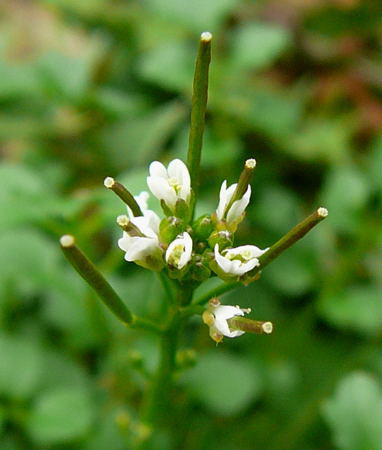 Behaartes Schaumkraut - Cardamine hirsuta