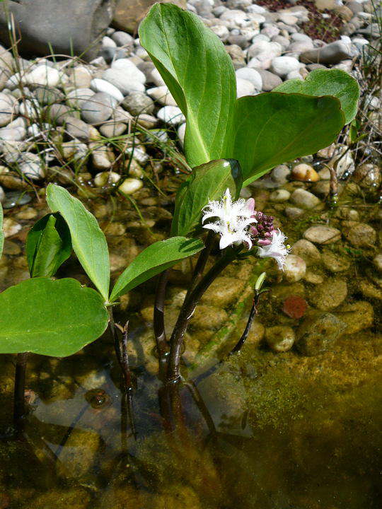 Dreiblättriger Fieberklee - Menyanthes trifoliata