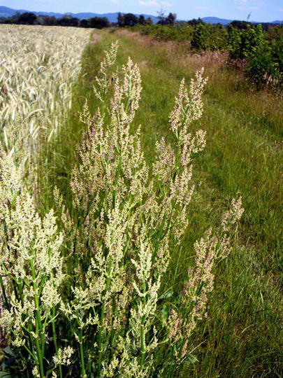 Groer Sauerampfer 