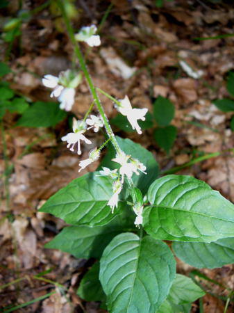 Großes Hexenkraut - Circaea lutetiana