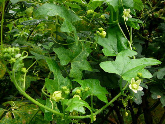 Rote Zaunrübe 