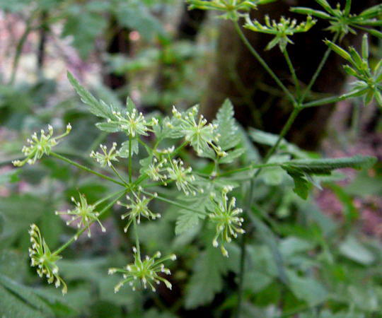 Taumel-Kälberkropf - Chaerophyllum temulum
