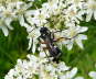 Wegwespe - Cryptocheilus versicolor 