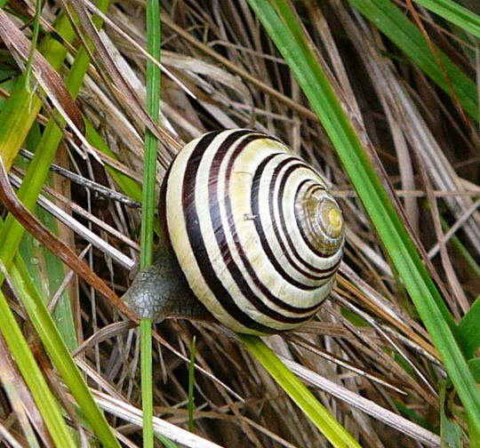 Weißmündige Bänderschnecke - Cepaea hortensis