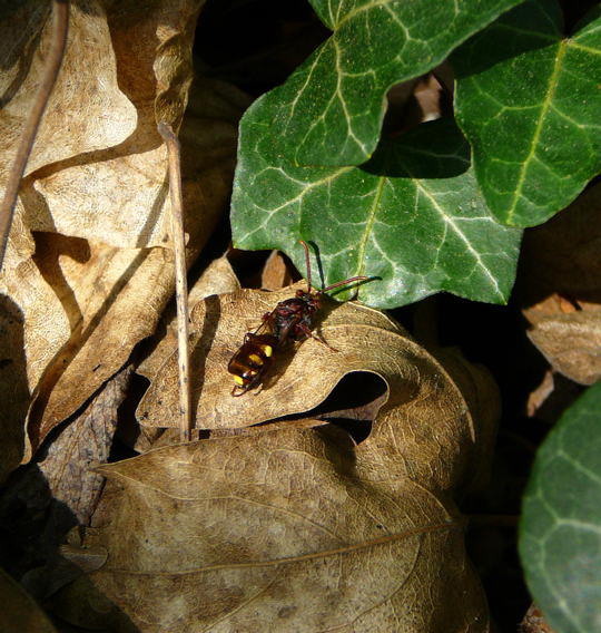 Wespenbiene - Nomada cf. striata